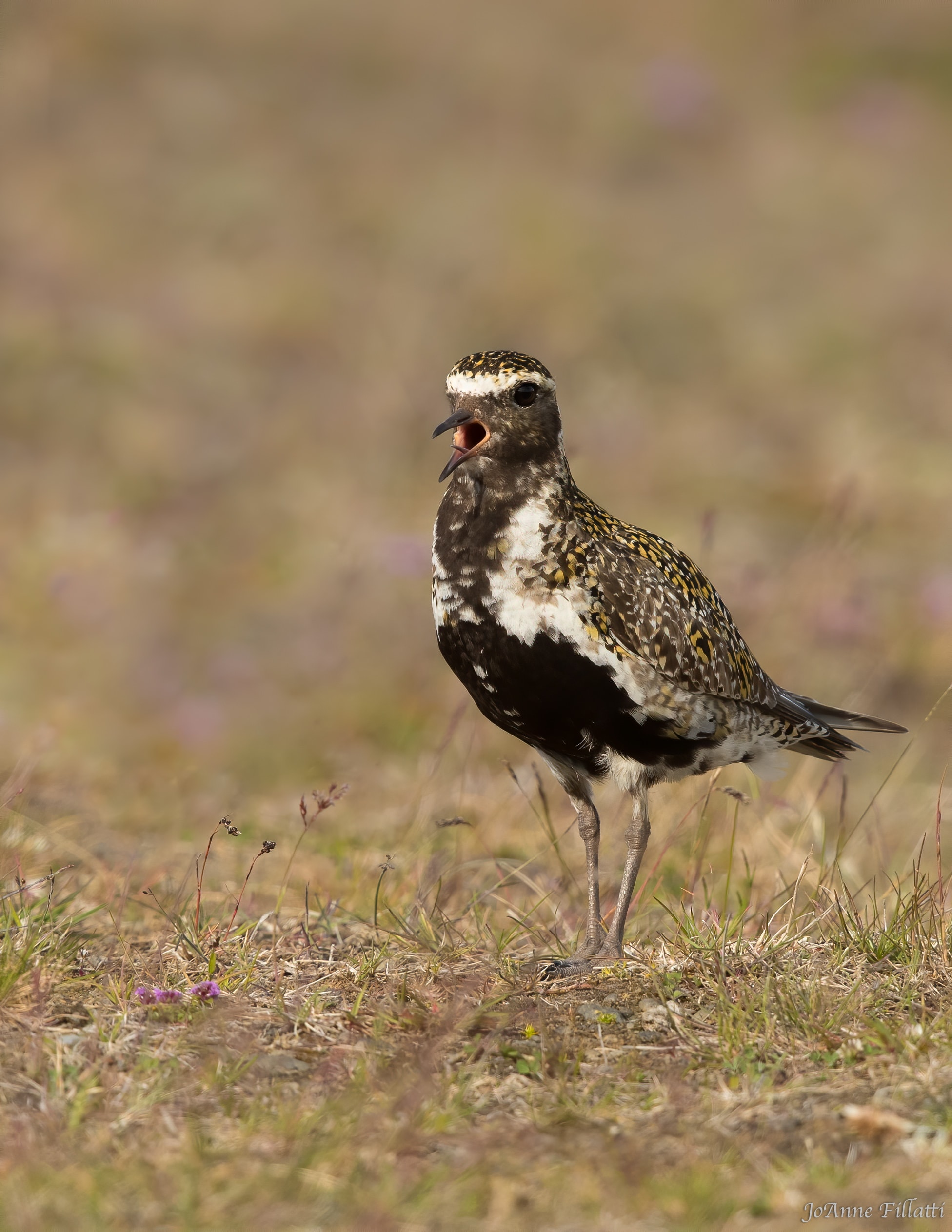 bird of iceland image 25